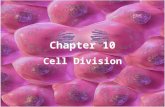 Chapter 10 Cell Division. Ch. 10: Section 1 I.Limits to Cell Growth/Size A.DNA “Overload” – If a cell grows too large, its DNA could no longer serve the.