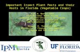 Important Insect Plant Pests and their Hosts in Florida (Vegetable Crops) Kirk W. Martin CBSP USDA-National Needs Fellow Graduate Student-University of.