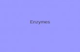 Enzymes. What are Enzymes? Enzymes are proteins that speed up chemical reactions. They cause change, so they are also called catalysts. –Reactions can.