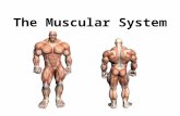 The Muscular System. or “Everything you ever wanted to know about Muscles, but were afraid to ask” !!!