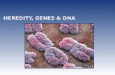 HEREDITY, GENES & DNA. ENDURING UNDERSTANDINGS * Heredity is the passing of traits from parents to offspring. * DNA is a double helix made up of nucleotides.