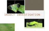 INSECT INVESTIGATION. Your Tasks  As an Insect Investigator, you will complete the following tasks:  1. Choose an insect or arachnid and research it.