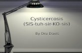Cysticercosis (SIS-tuh-sir-KO-sis) By Dru Davis. Definition Cysticercosis is an infection caused by the pork tapeworm, Taenia solium. Infection starts.