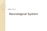 Neurological System KNH 413. Nervous System Central nervous system (CNS) ◦ Processing of sensory information followed by responsive motor signal Peripheral.
