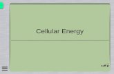 Cellular Energy. Chemical Energy and ATP  Most cell processes use ATP for energy  Do you get energy from eating sugar?  Yes?  No?
