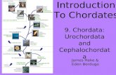 Introduction To Chordates 9. Chordata: Urochordata and Cephalochordata James Hake & Eden Berdugo.