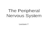 The Peripheral Nervous System Lecture 7. Peripheral N. S. n Cranial Nerves - 12 pair n Spinal Nerves - 31 pair n Somatic Division l Sensory info l Body.