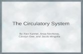 The Circulatory System By Alex Kannel, Anya Novikova, Carolyn Gee, and Jacob Mingolla.