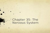Chapter 35: The Nervous System. Section 1: The Human Nervous System Neuron: basic unit of nervous system Impulses: electrical signals In most animals,