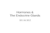 Hormones & The Endocrine Glands 10.1 & 10.2. Hormones chemicals produced by cells in one part of the body that regulate processes in another part of.