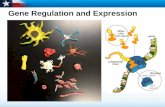 Gene Regulation and Expression. Learning Objectives  Describe gene regulation in prokaryotes.  Explain how most eukaryotic genes are regulated.  Relate.