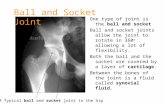 One type of joint is the ball and socket Ball and socket joints allow the joint to rotate in 360 o allowing a lot of flexibility. Both the ball and the.