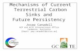 Mechanisms of Current Terrestrial Carbon Sinks and Future Persistency Josep Canadell GCP and GCTE International Office Canberra, Australia [Email: pep.canadell@csiro.au]
