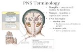 PNS Terminology Ganglia – neuron cell bodies & dendrites Nerves – bundles o myelinated axons PNS neuroglia –Satellite cells Enclose neuron cell bodies.