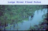 Large River Flood Pulse. N Where Are We? Barataria Terrebonne Ponchartrain Atchafalaya.