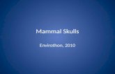 Mammal Skulls Envirothon, 2010. Short-tailed shrew Insectivore Red-tipped teeth Venomous mammal. Regular front feet (as opposed to moles) Eat mice.