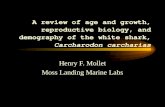 A review of age and growth, reproductive biology, and demography of the white shark, Carcharodon carcharias Henry F. Mollet Moss Landing Marine Labs.