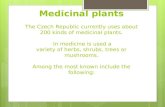 Medicinal plants The Czech Republic currently uses about 200 kinds of medicinal plants. In medicine is used a variety of herbs, shrubs, trees or mushrooms.