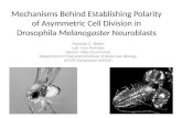 Mechanisms Behind Establishing Polarity of Asymmetric Cell Division in Drosophila Melanogaster Neuroblasts Amanda C. Baker Lab: Ken Prehoda Mentor: Mike.
