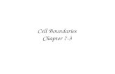 Cell Boundaries Chapter 7-3. Cell Membrane Regulates what enters and leaves the cell.