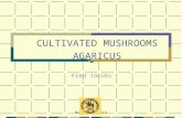 Mat Kersten KCB CULTIVATED MUSHROOMS AGARICUS Fred Jacobs.