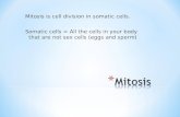 Mitosis is cell division in somatic cells. Somatic cells = All the cells in your body that are not sex cells (eggs and sperm)