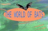 WHERE IN THE WORLD DO BATS LIVE? Bats can be found in almost every part of the world except where it is very, very hot or in the really cold areas and.