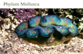 Phylum Mollusca. Molluscan diversity.