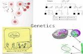 Genetics. What is Genetics? The branch of biology that seeks to explain biological variation Heredity: Transmission of characteristics (traits) from parent.