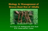 Biology & Management of Brown Root Rot of Alfalfa F.A. Gray, C.R. Hollingsworth, D.W. Koch R.W. Groose and R.C. Larsen.