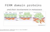 FERM domain proteins and their involvement in metastasis Merlin and ERM proteins: unappreciated roles in cancer development? A McClatchey Nat Rev Cancer.