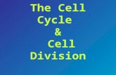 The Cell Cycle & Cell Division. The Cell Cycle .