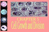________________________ To help organisms: We grow because our cells divide Fingernail growth slows due to mitosis slowing down.