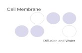 Cell Membrane Diffusion and Water. Membrane structure Made up of Phospholipids, proteins, and carbohydrates The membrane creates the protective outer.