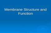 Membrane Structure and Function. Membrane Function  Membranes organize the chemical activities of cells.  The outer plasma membrane forms a boundary.