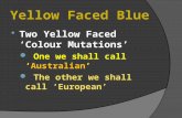 Yellow Faced Blue  Two Yellow Faced ‘Colour Mutations’ One we shall call ‘Australian’ The other we shall call ‘European’