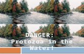 Types of Protozoa There are many types of Protozoa! The three major types are: Animal-like Plant-like Fungus-like Some are harmful, some are not.