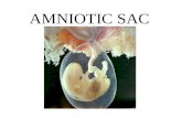 AMNIOTIC SAC. A thin membrane that completely surrounds the embryo and contains a protective fluid. It function is to protect the “baby”.