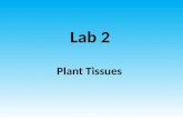 Lab 2 Plant Tissues. Plant tissues 1- meristematic tissues. a.Apical meristematic of root. b.Apical meristematic of stem. 2-permanent tissues: a.Ground.