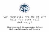 Can magnetic NPs be of any help for stem cell delivery? Dipartimento di Biotecnologie e Scienze Molecolari Università dell’Insubria.