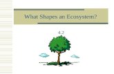 What Shapes an Ecosystem? 4.2 Biotic vs. Abiotic Factors  Biotic Examples  Trees  Grasses  Weeds  Birds  Snakes  Fish  Bacteria  Abiotic Examples.