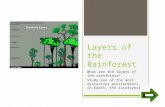 Layers of the Rainforest What are the layers of the rainforest? Study one of the most mysterious environments on Earth, the rainforest.