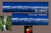 Tristan bannon. Rainforest have so much life, it gets so much rain, there are 2 types of rainforest a tropical & temerate rainforest. They have 4 layers.