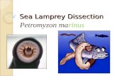 Sea Lamprey Dissection Sea Lamprey Dissection Petromyzon maPetromyzon marinus.