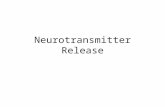 Neurotransmitter Release. Two principal kinds of synapses: electrical and chemical.