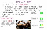 Section 15.2 Summary– pages 404-413 a group of organisms that look alike and can interbreed to produce fertile offspring in nature. The evolution of new.