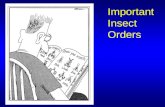 Important Insect Orders. Depending upon which textbook you use, there are 25-30 Insect Orders A few less common Orders are not listed A few more common.