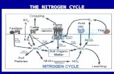 THE NITROGEN CYCLE. ANIMAL AGRICULTURE’S CONTRIBUTION TO N LOADING OF THE ENVIRONMENT Gaseous emissions % of emissions in the US NH 3 N 2 O NO Total agriculture.