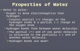 Properties of Water ► Water is polar:  Oxygen is more electronegative than Hydrogen. ► Creates partial (+) charges at the hydrogen atoms & a partial (-)