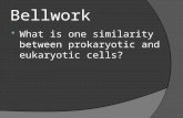 Bellwork  What is one similarity between prokaryotic and eukaryotic cells? 1.